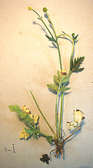 Ranunculus multifidus