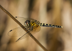 Nannothemis bella