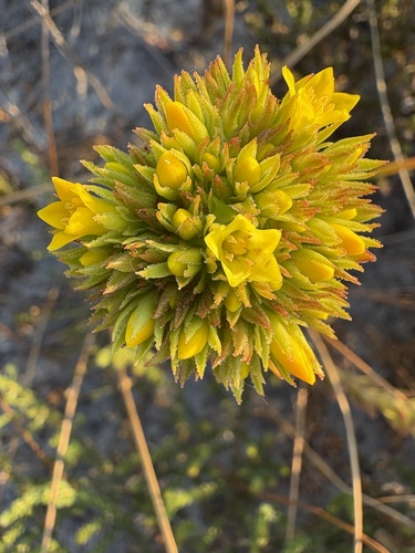 Crassula flava
