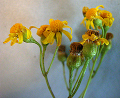 Senecio laevigatus