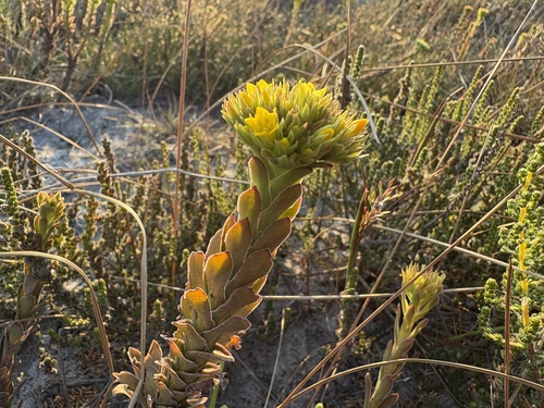 Crassula flava