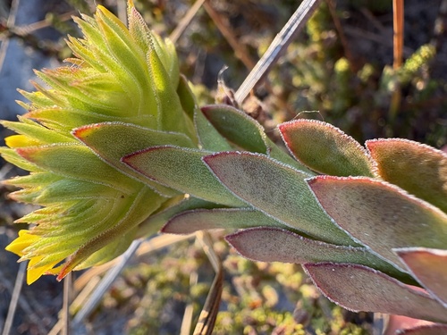 Crassula flava