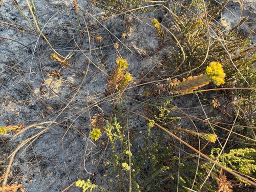 Crassula flava