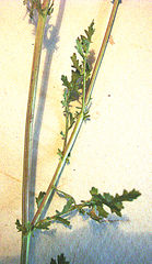 Senecio laevigatus