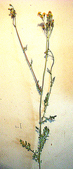 Senecio laevigatus