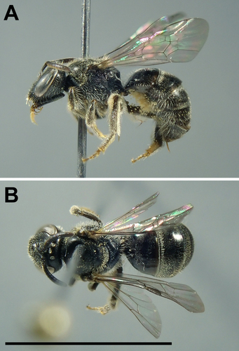 Lasioglossum comorense