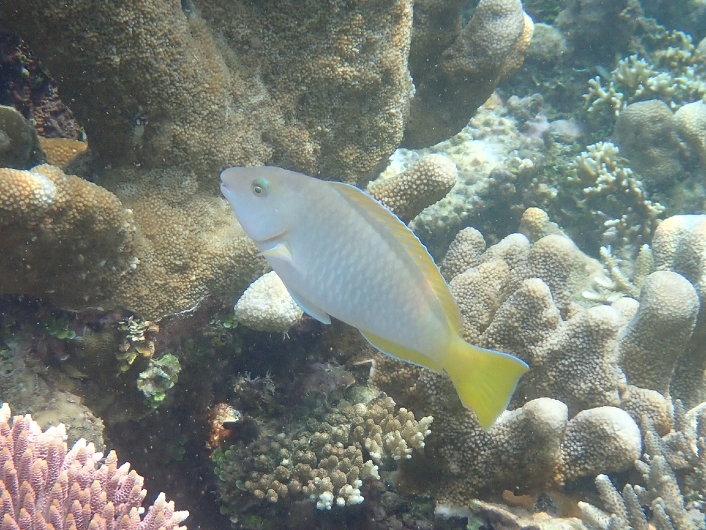 Long-nosed Parrotfish