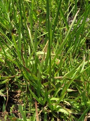 Juncus lomatophyllus image
