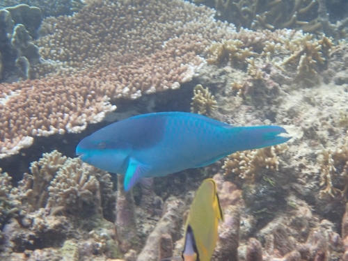 Darkcap Parrotfish (Scarus oviceps)