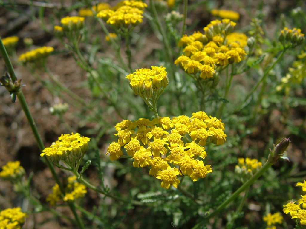 Achillea glaberrima