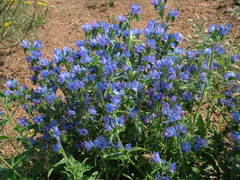 Echium vulgare