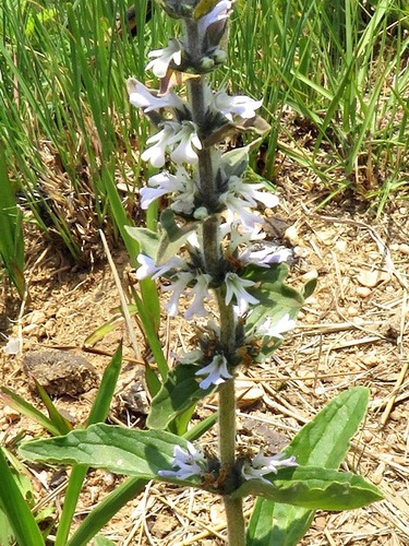 Ajuga ophrydis image