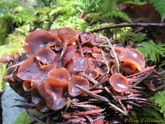 Ciboria rufofusca