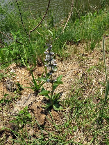 Ajuga ophrydis image