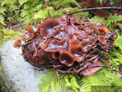 Ciboria rufofusca