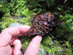 Ciboria rufofusca