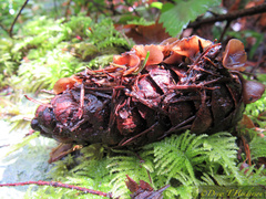Ciboria rufofusca