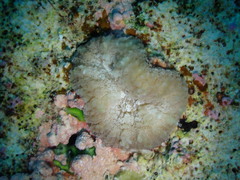 Lobophyllia grandis