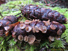 Ciboria rufofusca