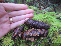 Ciboria rufofusca