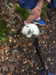 Rossbeevera pachydermis