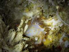 Halgerda brycei
