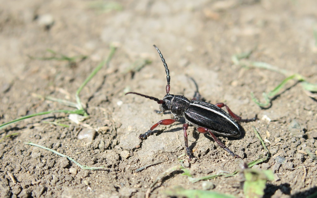Dorcadion sulcipenne