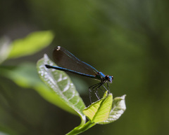 Calopteryx dimidiata