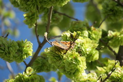 Nymphalis