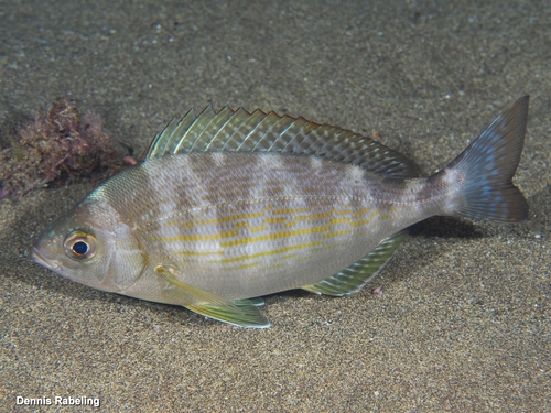 Black Seabream, photo 4 of 10