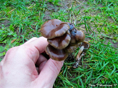 Psilocybe stuntzii