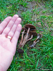 Psilocybe stuntzii