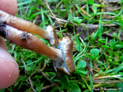 Psilocybe stuntzii