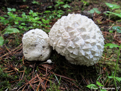 Calvatia sculpta