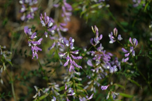 Vicia altissima