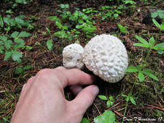 Calvatia sculpta
