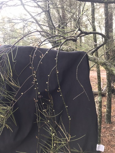Buloke Mistletoe