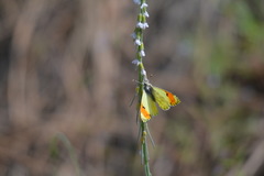 Anthocharis julia sulfuris