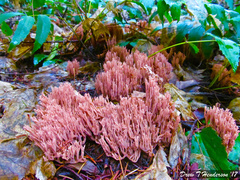 Ramaria araiospora