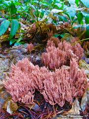 Ramaria araiospora