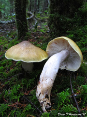 Tricholoma arvernense