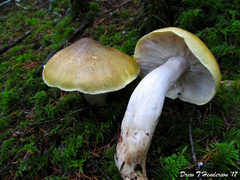 Tricholoma arvernense