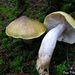 Tricholoma arvernense - Photo (c) Drew T Henderson, some rights reserved (CC BY-NC-SA), uploaded by Drew T Henderson