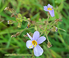 Chaenostoma patrioticum
