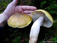 Tricholoma arvernense