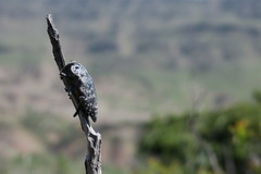 Capnodis cariosa