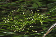 Juncus pauciflorus