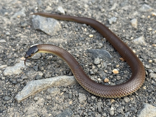Whip Hooded Snake sighting