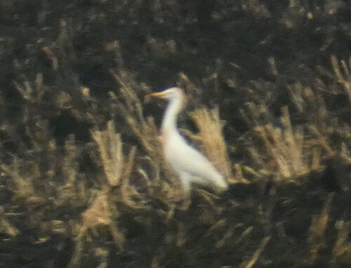 Western Cattle-Egret