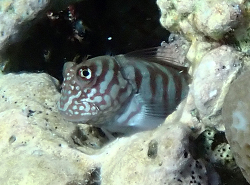 Barred blenny (Cirripectes polyzona) — Blenniidae — 5